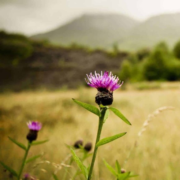 Meet your Posher, Weestar - Picture 1 of 1